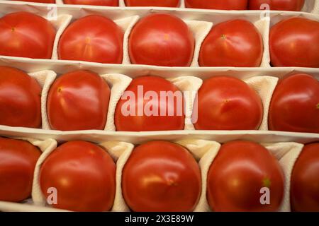 Viele frische rote Tomaten in der Verpackung im Regal im Geschäft, Nahaufnahme Stockfoto