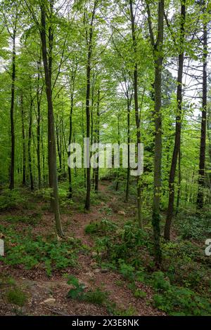 Hohe, dichte Bäume im Wald Stockfoto