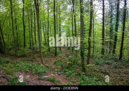 Hohe, dichte Bäume im Wald Stockfoto