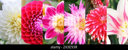 Collage mit verschiedenen hellen Blumen im Garten - Dahlia, Tulpe Stockfoto