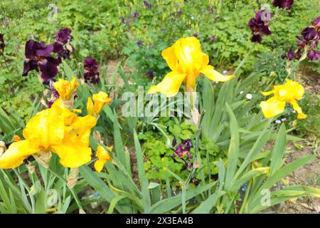 Blühende Iris im Garten. Iris blüht in Nahaufnahme. Gruppe der niederländischen Iris-Sorten (Iris x hollandica) Stockfoto