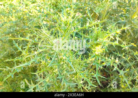 Rosa gesegnete Milchdistelblumen, Nahaufnahme. Silybum-Marihuanum-Kräutermittel, Mary Thistle, Saint Mary's Thistle, Marian-Scotch-Distel, Cardus-Marihuan Stockfoto