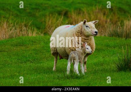 Ein Lamm und Schaf auf einem Feld im Annandale Valley bei Moffat in Dumfries and Galloway, Schottland, Großbritannien Stockfoto