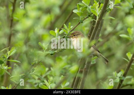 Chiffchaff (Phylloscopus collybita) Norfolk April 2024 Stockfoto