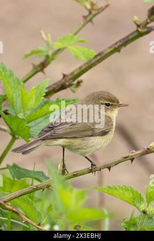 Chiffchaff (Phylloscopus collybita) Norfolk April 2024 Stockfoto