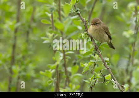 Chiffchaff (Phylloscopus collybita) Norfolk April 2024 Stockfoto