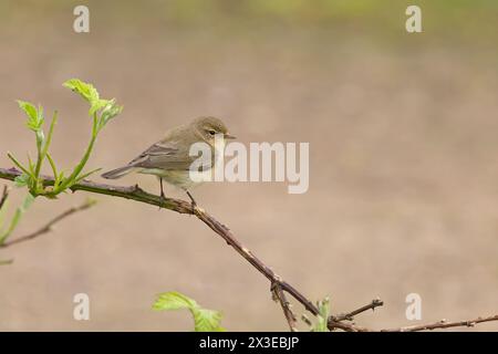 Chiffchaff (Phylloscopus collybita) Norfolk April 2024 Stockfoto