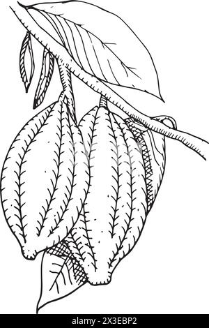 Illustration des Kakaobohnen-Vektors. Skizzierte handgezeichnete Kakaobohnen mit schwarzer Tinte auf isoliertem Hintergrund im linearen Stil. Stock Vektor