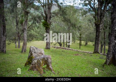 Alter Tannenstumpf im Wald. Stockfoto