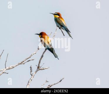 Europäische Bienenfresser auf einem Baum, Paphos, Zypern Stockfoto