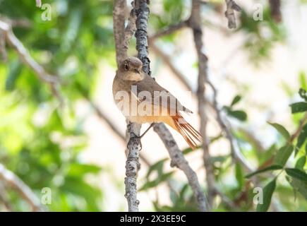 Weiblicher gemeinsamer Redstart (Phoenicurus phoenicurus) Paphos, Zypern Stockfoto