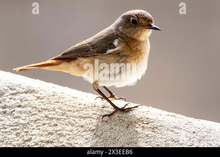 Weiblicher gemeinsamer Redstart (Phoenicurus phoenicurus) Paphos, Zypern Stockfoto