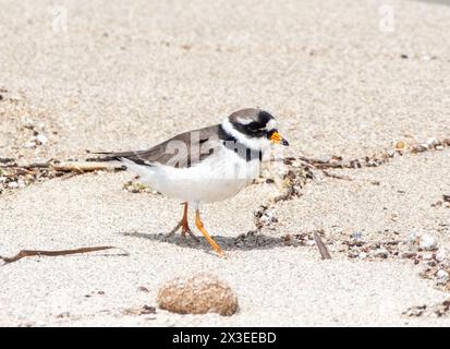 Ringpflauer (Charadrius hiaticula) an einem Strand, Paphos, Zypern Stockfoto