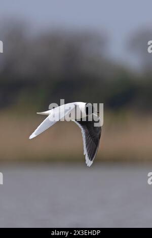 Little Gull (Larus minutus) Erwachsener Sommer Frampton Lincolnshire April 2024 Stockfoto