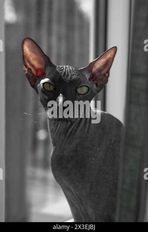 Graue Sphynx-Katze, die dich ansieht Stockfoto