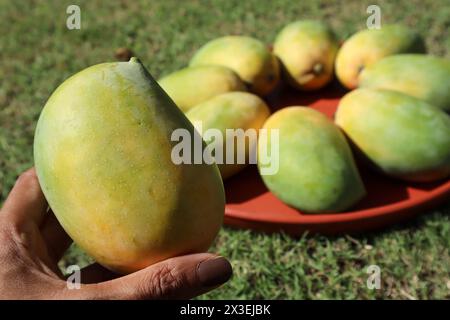 Hände halten köstliche Mangobrüchte auf Teller, King of Fruits Mango Kesar keri Sorte Stockfoto