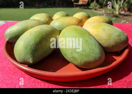 Köstliche Mangobrüchte auf Teller, King of Fruits Mango Kesar keri Sorte Stockfoto