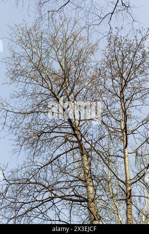 Schuss der großen Birken im Wald Stockfoto