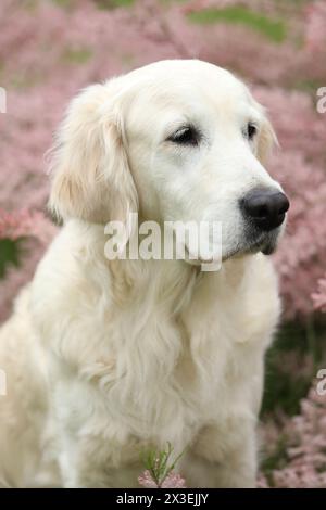 Porträt des schönen goldenen Retriever-Hundes im Garten. Outdoor-Lifestyle Stockfoto