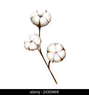 Realistischer Baumwoll-Blütenzweig. Aquarell Hand gezeichnet weiß flauschige Clipart isoliert auf Hintergrund. Weihnachten, Winter und Hochzeit Illustration. Für Stockfoto