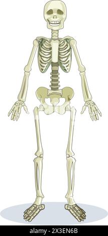 Illustration des Skelettvektors Stock Vektor