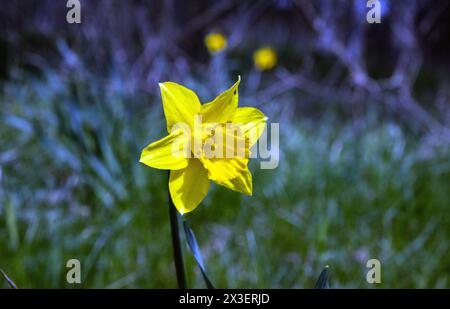 Eine gelbe Narzissen-Blüte im Frühling Stockfoto