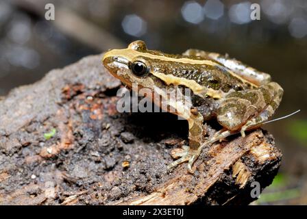 Mittelmeerfrosch (Discoglossus pictus) in Aiguamolls de Emporda, Girona, Spanien Stockfoto