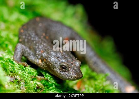 Pyrenäenmolch (Calotriton asper) in Irati Wood, Navarra, Spanien Stockfoto