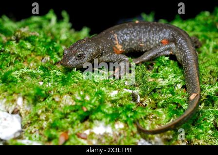 Pyrenäenmolch (Calotriton asper) in Irati Wood, Navarra, Spanien Stockfoto