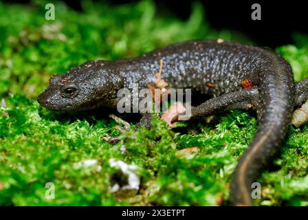 Pyrenäenmolch (Calotriton asper) in Irati Wood, Navarra, Spanien Stockfoto