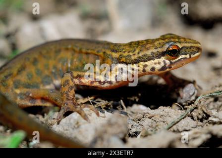 Newt (Lissotriton helveticus) in Irati, Navarra, Spanien Stockfoto