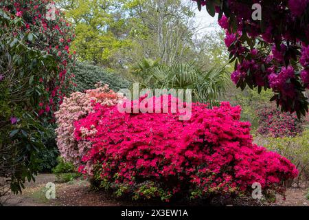 Farbschichten im Frühling: Bunte Rhododendronblüten, fotografiert Ende April in Temple Gardens, Langley Park, Iver Heath, Großbritannien. Stockfoto