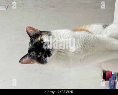 Eine einzigartige Katze mit schwarzem, weißem und Ingwerfell sitzt auf einem Tisch und blickt mit weiten Augen auf die Kamera und sieht neugierig und verspielt aus. Stockfoto