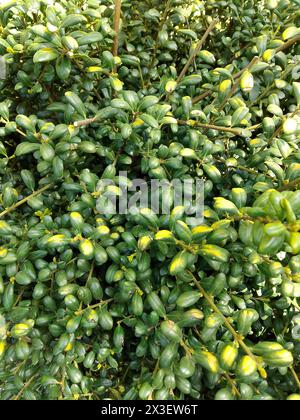 Eine lebendige Nahaufnahme einer Gruppe von saftigen Pflanzen mit prallen, fleischigen Blättern in Graugrün und hellem Limettenton, die ein kompliziertes RO zeigen Stockfoto