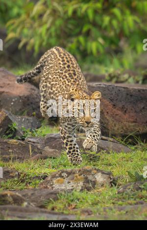 Ein Leopardenjunges läuft über Felsen in der Nähe von Blattbüschen. Es hat braune Augen, weiße Barthaare und einen gelbbraunen Mantel mit schwarzen Flecken. Aufgenommen mit einem ⍺1 und einem 600 mm von Sony Stockfoto