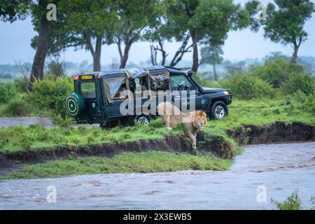 Ein männlicher Löwe hockt sich im Regen am Ufer eines Flusses mit einem Safari-Jeep und lehnt sich auf seine Vorderpfoten. Er hat einen beigen Mantel mit einer kurzen braunen Mähne. Aufnahme Stockfoto