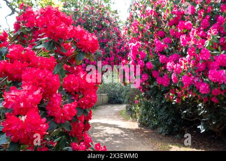 Farbschichten im Frühling: Bunte Rhododendronblüten, fotografiert Ende April in Temple Gardens, Langley Park, Iver Heath, Großbritannien. Stockfoto