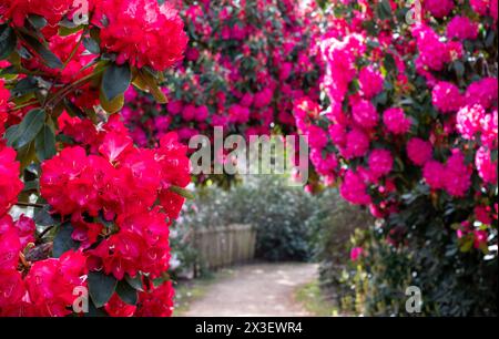 Farbschichten im Frühling: Bunte Rhododendronblüten, fotografiert Ende April in Temple Gardens, Langley Park, Iver Heath, Großbritannien. Stockfoto