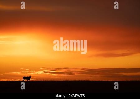 Common Eland steht am Horizont bei Sonnenuntergang Stockfoto