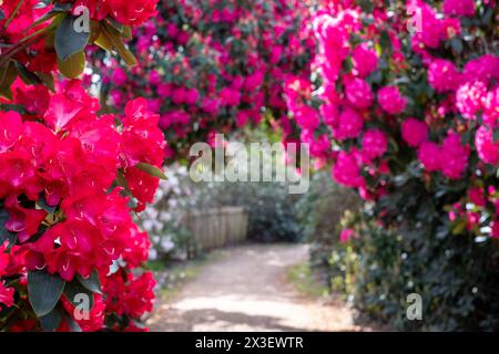 Farbschichten im Frühling: Bunte Rhododendronblüten, fotografiert Ende April in Temple Gardens, Langley Park, Iver Heath, Großbritannien. Stockfoto