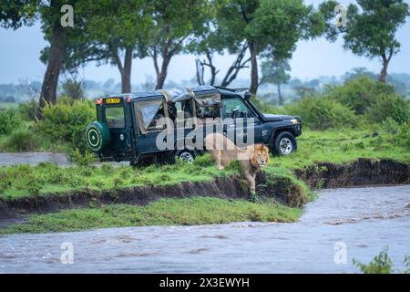 Männlicher Löwe liegt am Ufer mit dem Jeep Stockfoto