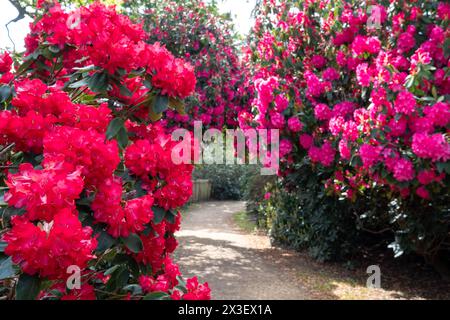 Farbschichten im Frühling: Bunte Rhododendronblüten, fotografiert Ende April in Temple Gardens, Langley Park, Iver Heath, Großbritannien. Stockfoto