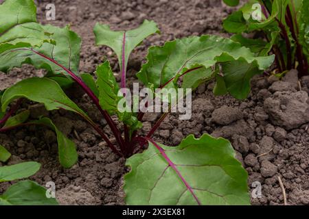 Blatt der Rübenwurzel. Frische grüne Blätter von Rübenwurzel oder Rübenwurzel-Sämling. Reihe von grünen jungen Rüben Blätter Wachstum in Bio-Farm. Closeup Rote Beete verlassen Stockfoto