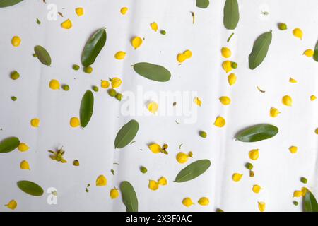 Thailändische Kupferschote Blume und Blatt auf Bhite Hintergrund mit weichem Schatten. (Wissenschaftliche Bezeichnung Senna siamea). Cassodbaum (Senna siamea Lam.) Mijiry oder Minjir Stockfoto