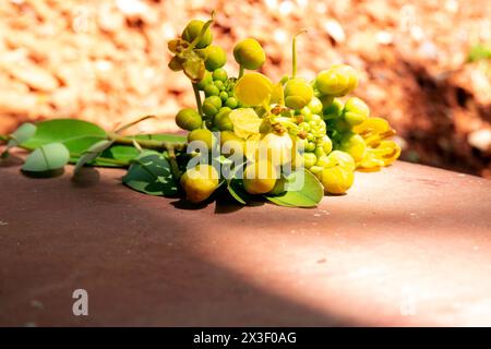 Thailändische Kupferblume auf Backsteinhintergrund mit weichem Schatten. (Wissenschaftliche Bezeichnung Senna siamea). Cassodbaum und thailändische Kupferhülse, auf weißem Hintergrund (SE Stockfoto