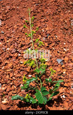 Thailändische Kupferblume auf Backsteinhintergrund mit weichem Schatten. (Wissenschaftliche Bezeichnung Senna siamea). Cassodbaum und thailändische Kupferhülse, auf weißem Hintergrund (SE Stockfoto