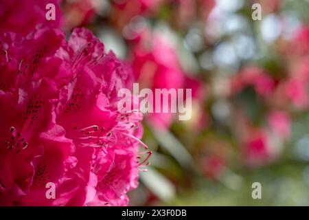 Farbschichten im Frühling: Bunte Rhododendronblüten, fotografiert Ende April in Temple Gardens, Langley Park, Iver Heath, Großbritannien. Stockfoto