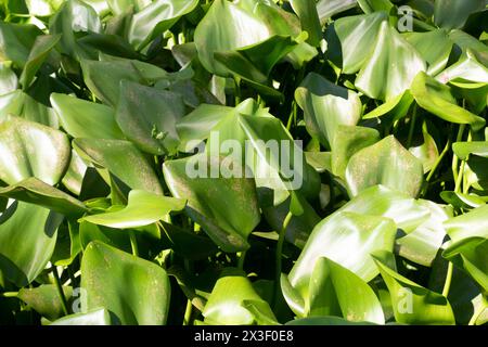 Eichhornia, allgemein bekannt als Wasserhyazinthe (und auch bekannt als der „Terror von Bengalen“; kochuripana, Pontederia crassipes Stockfoto