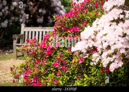 Farbschichten im Frühling: Bunte Rhododendronblüten, fotografiert Ende April in Temple Gardens, Langley Park, Iver Heath, Großbritannien. Stockfoto