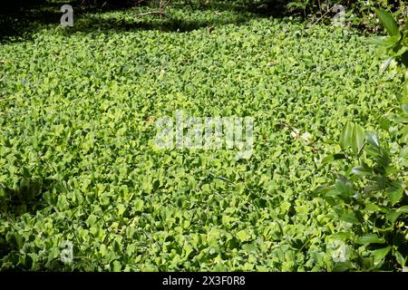 Pistia stratiotes, wird oft Wasserkohl, Wassersalat, Nilkohl, Muschelblume, Barpuni, Kumbik, Tapapana. Sie wächst im Teich und speichert Wasser Stockfoto